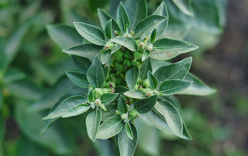 Ashwagandha