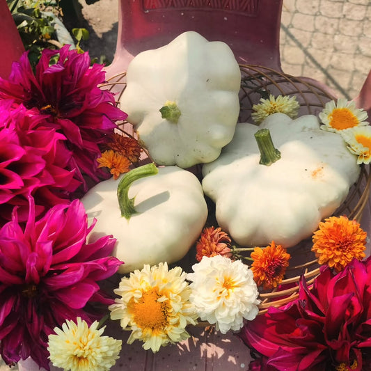 Patty pan squash