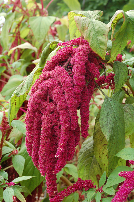 Red amaranth