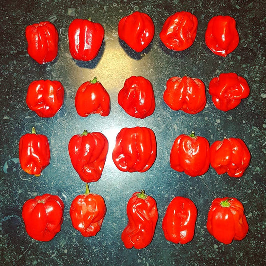 Scotch Bonnet Pepper