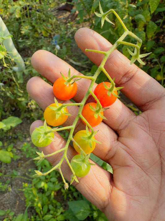 Red currant tomato seeds