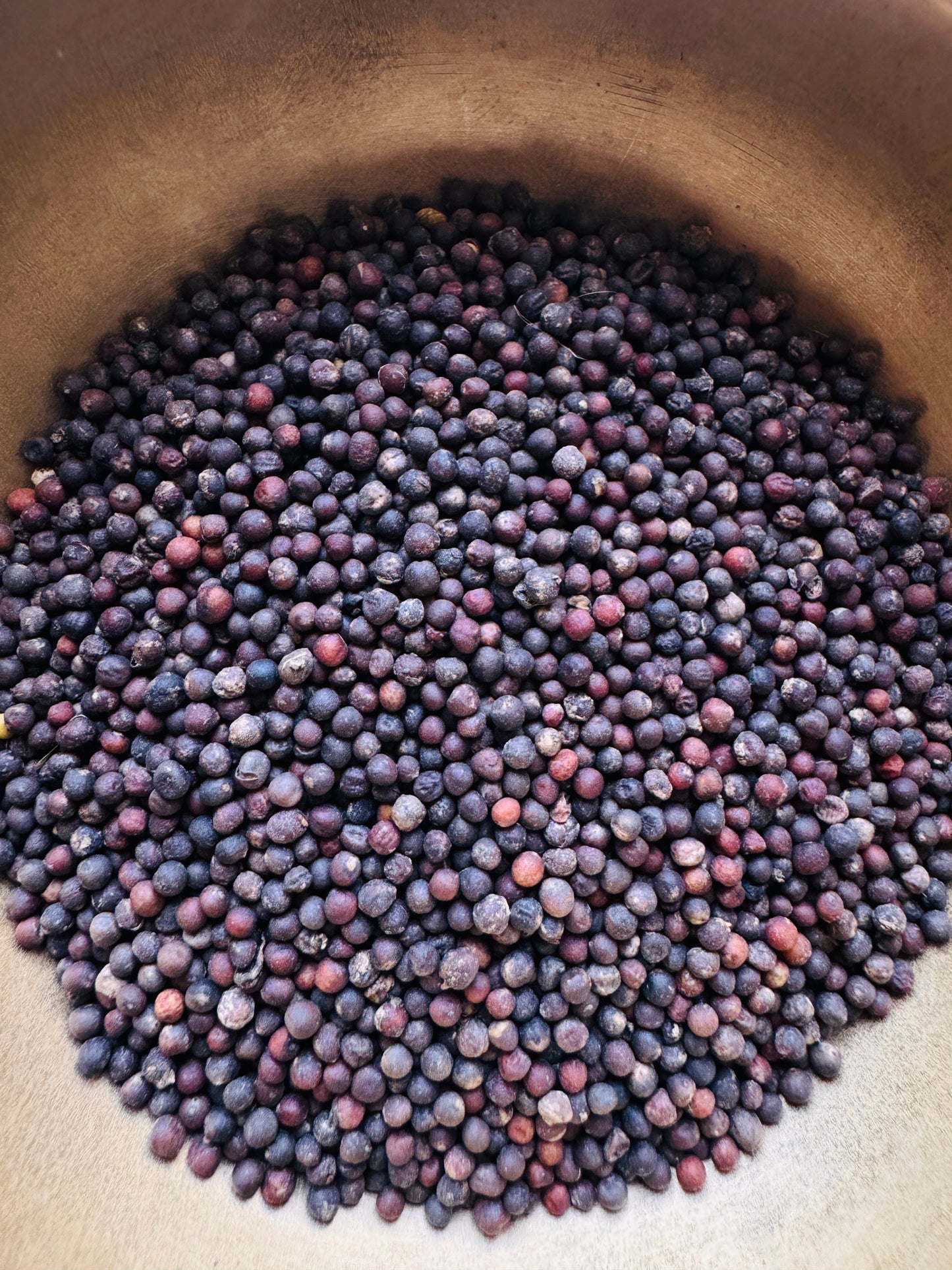 Cabbage green seeds