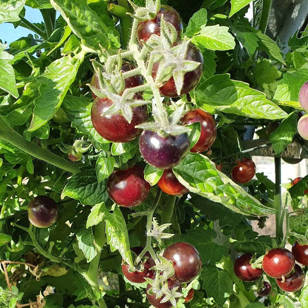 Chocolate cherry tomato seeds