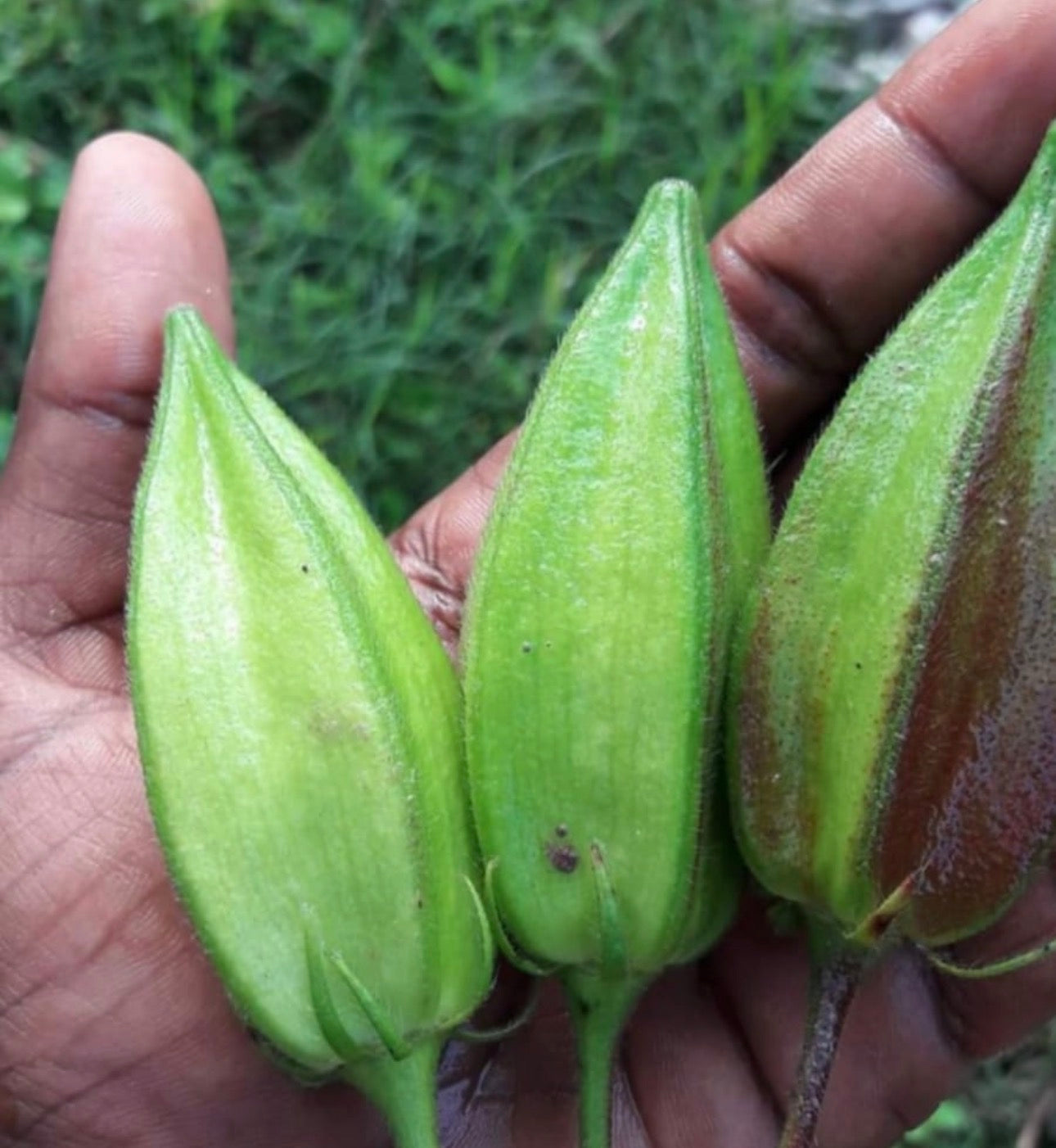 Kasturi okra