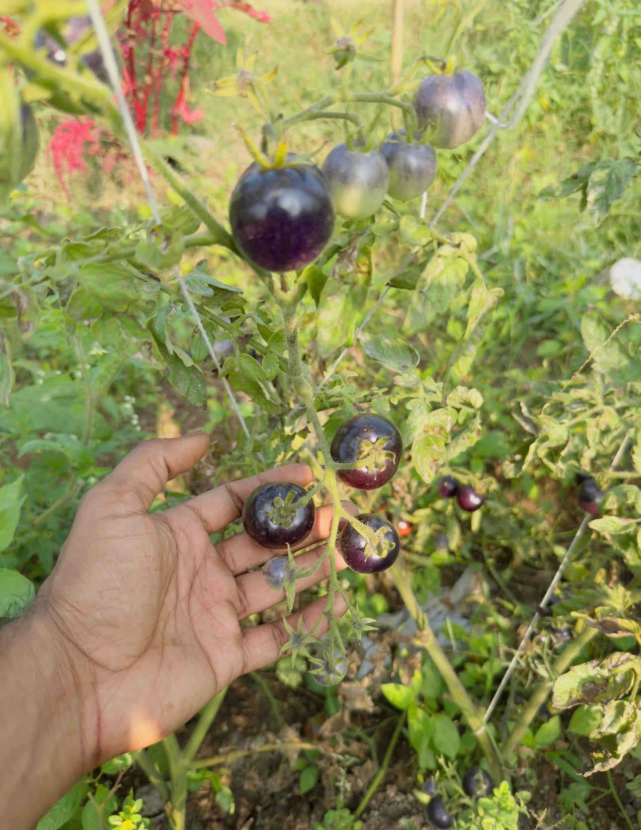 Black cherry tomato