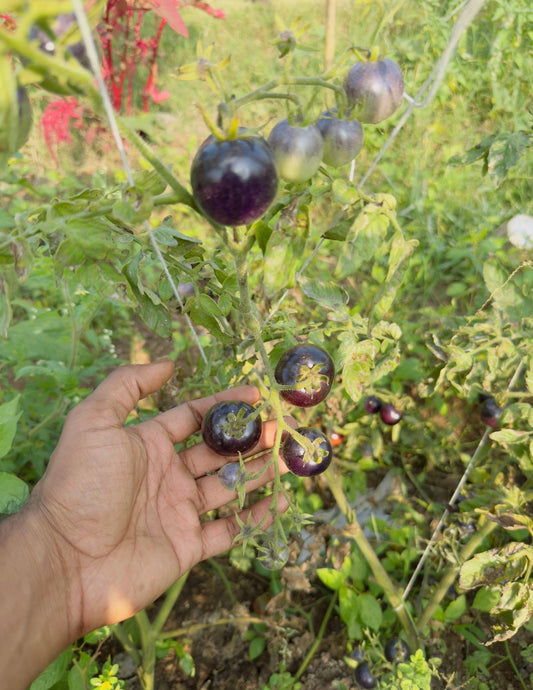 Black cherry tomato