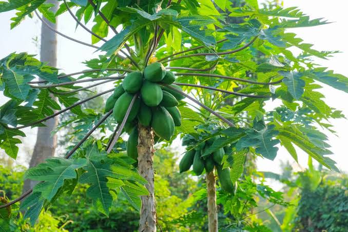 Desi Papaya tree seeds – Euphoricgreens