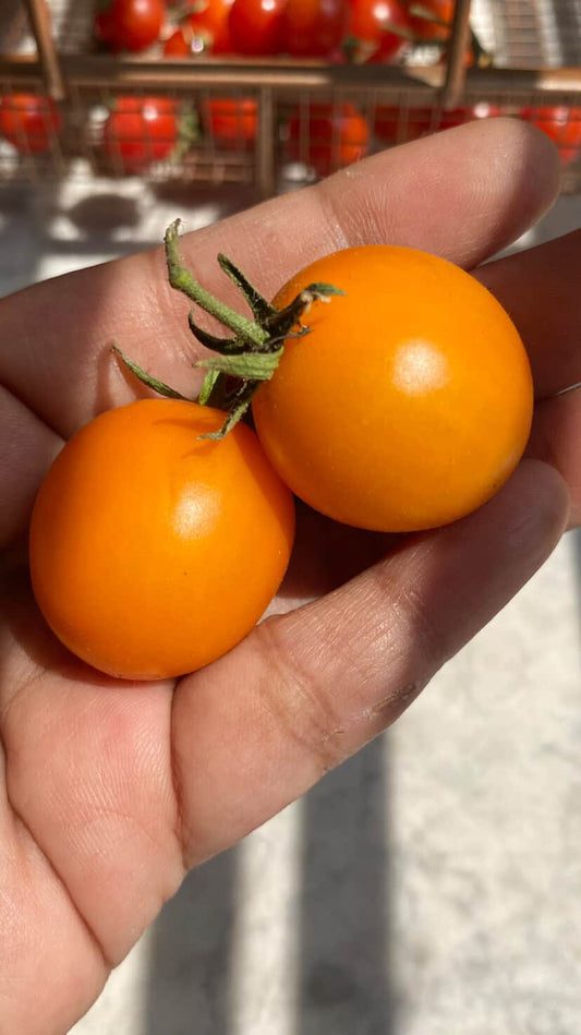 Sun gold cherry tomato seeds