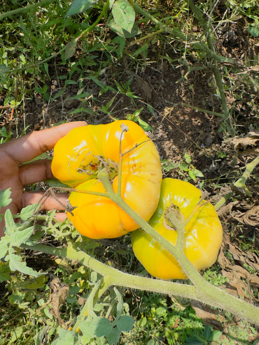 Giant rainbow tomato