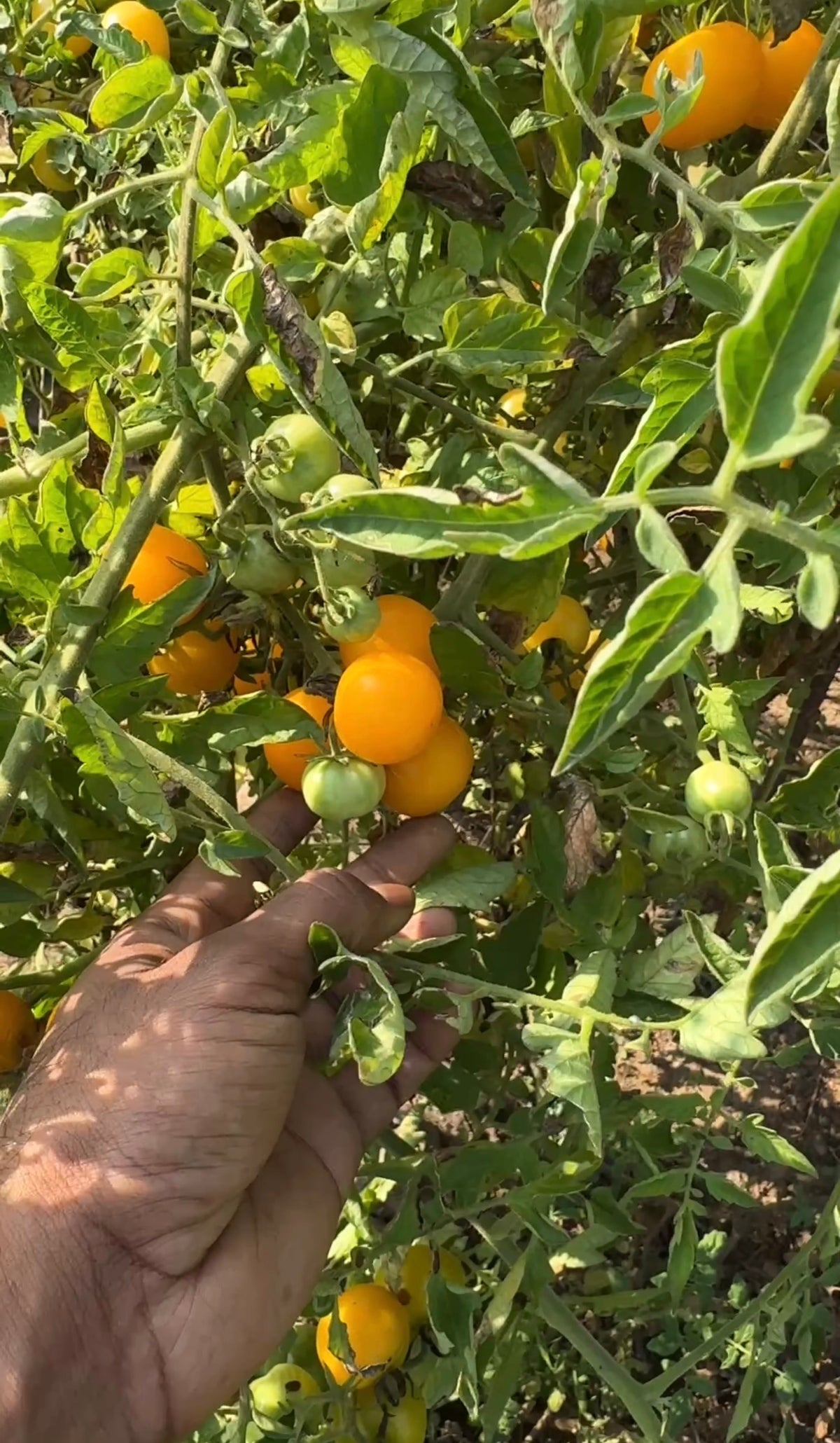 Heirloom yellow ball tomato