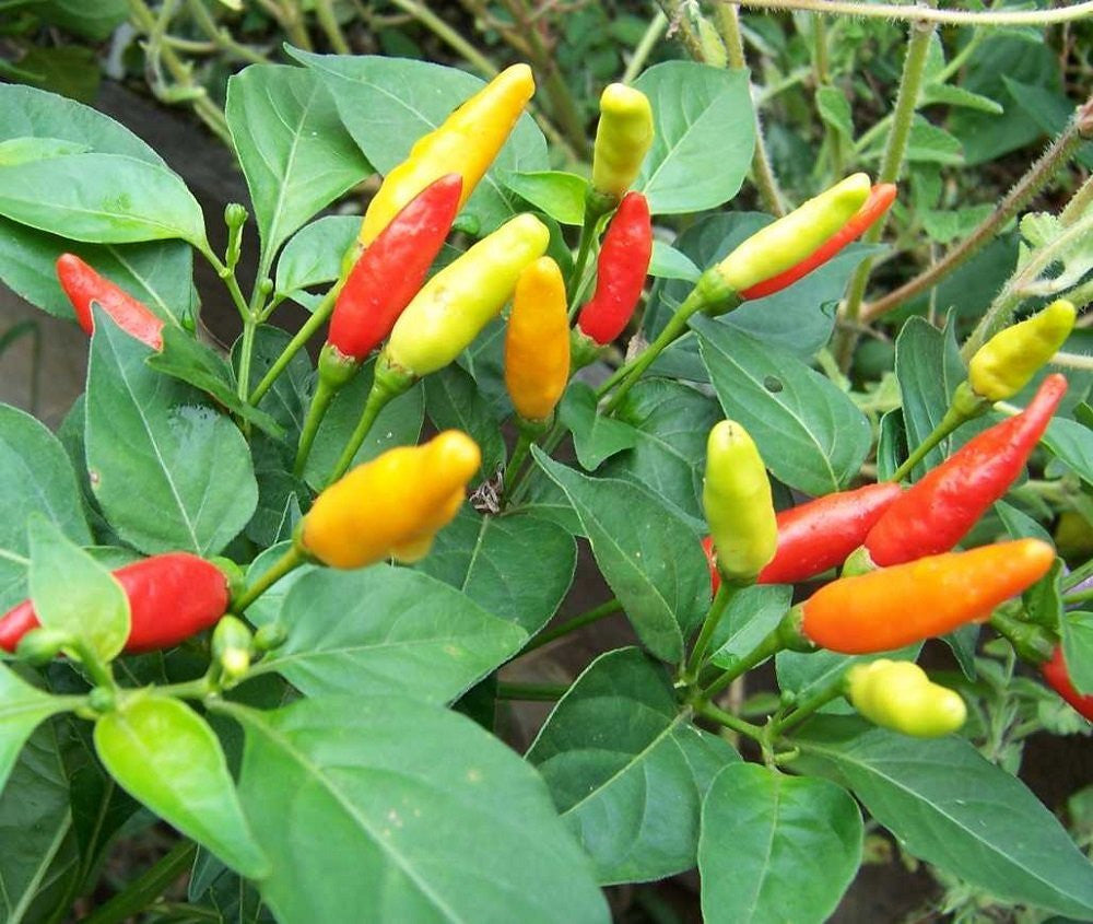 Tabasco pepper