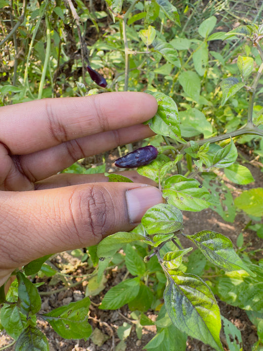 Cabai burung ungu pepper seeds