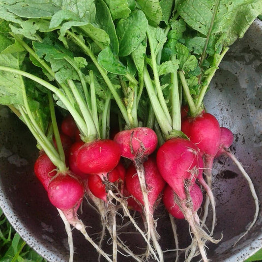 Red radish