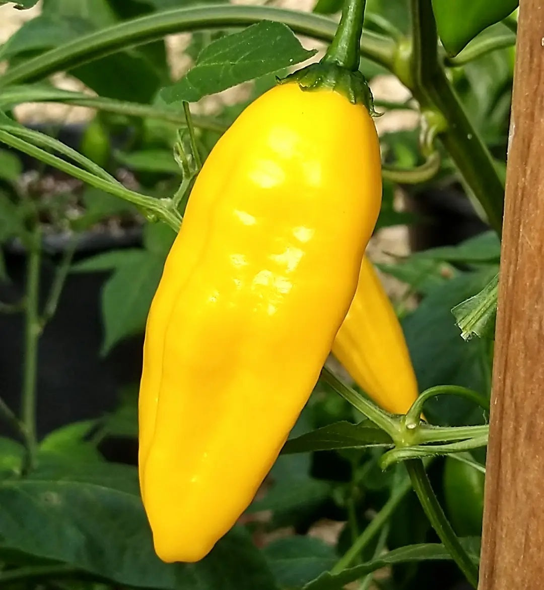 Aji Limon Pepper