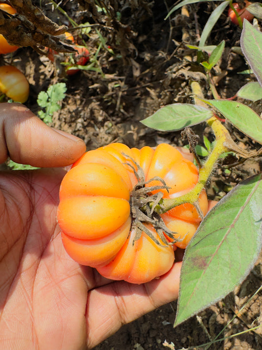 Pink ribbed tomato seeds