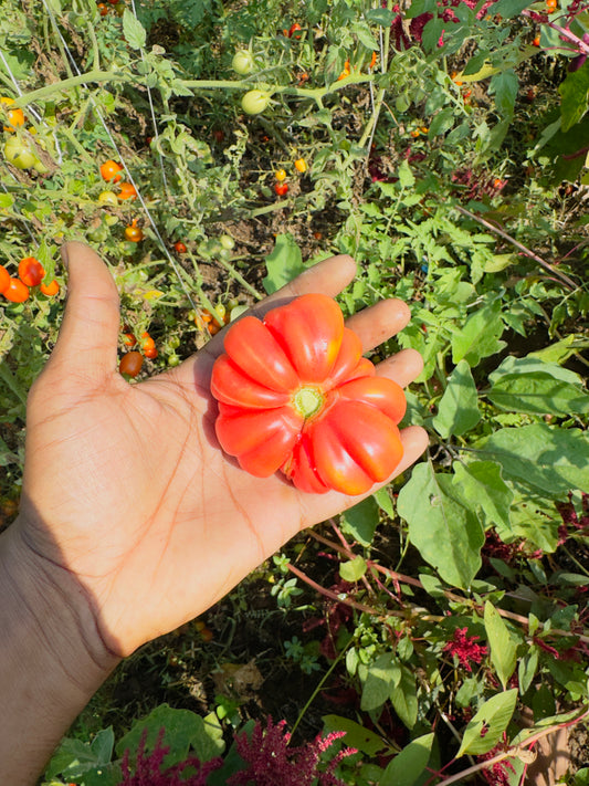 Costoluto Genovese tomato seeds
