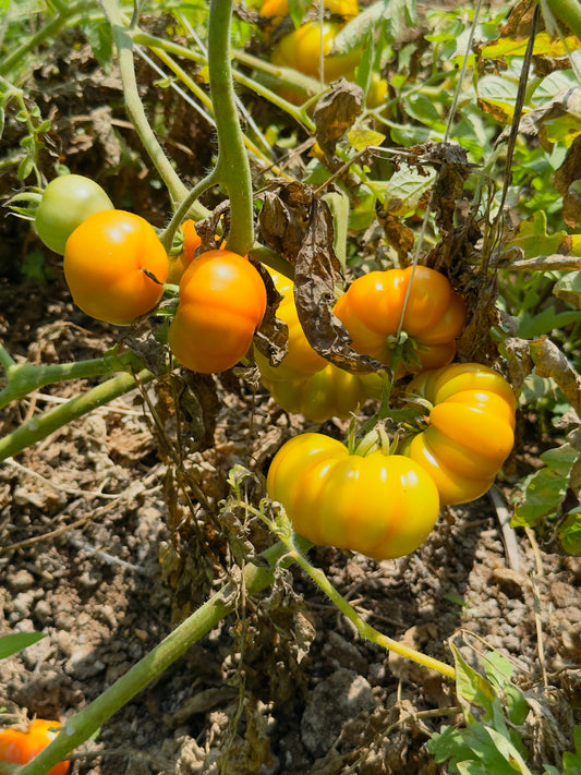 Yellow ribbed tomato seeds