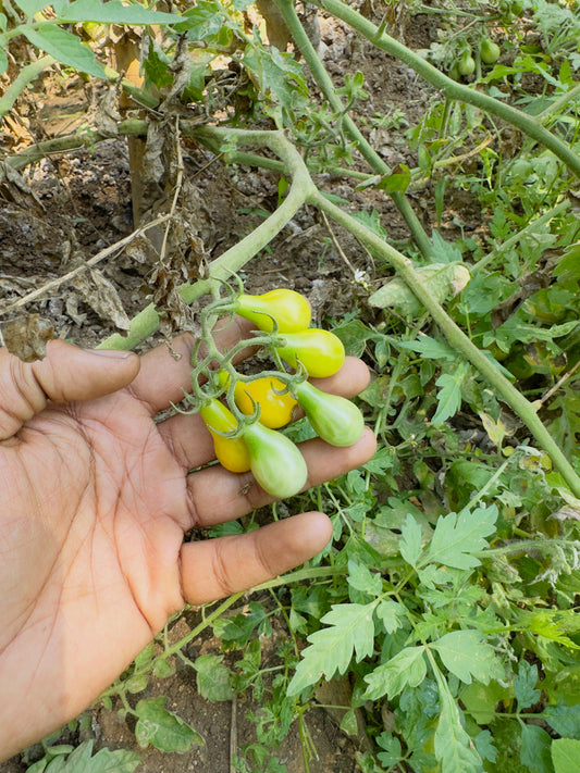 Little pear tomato seeds