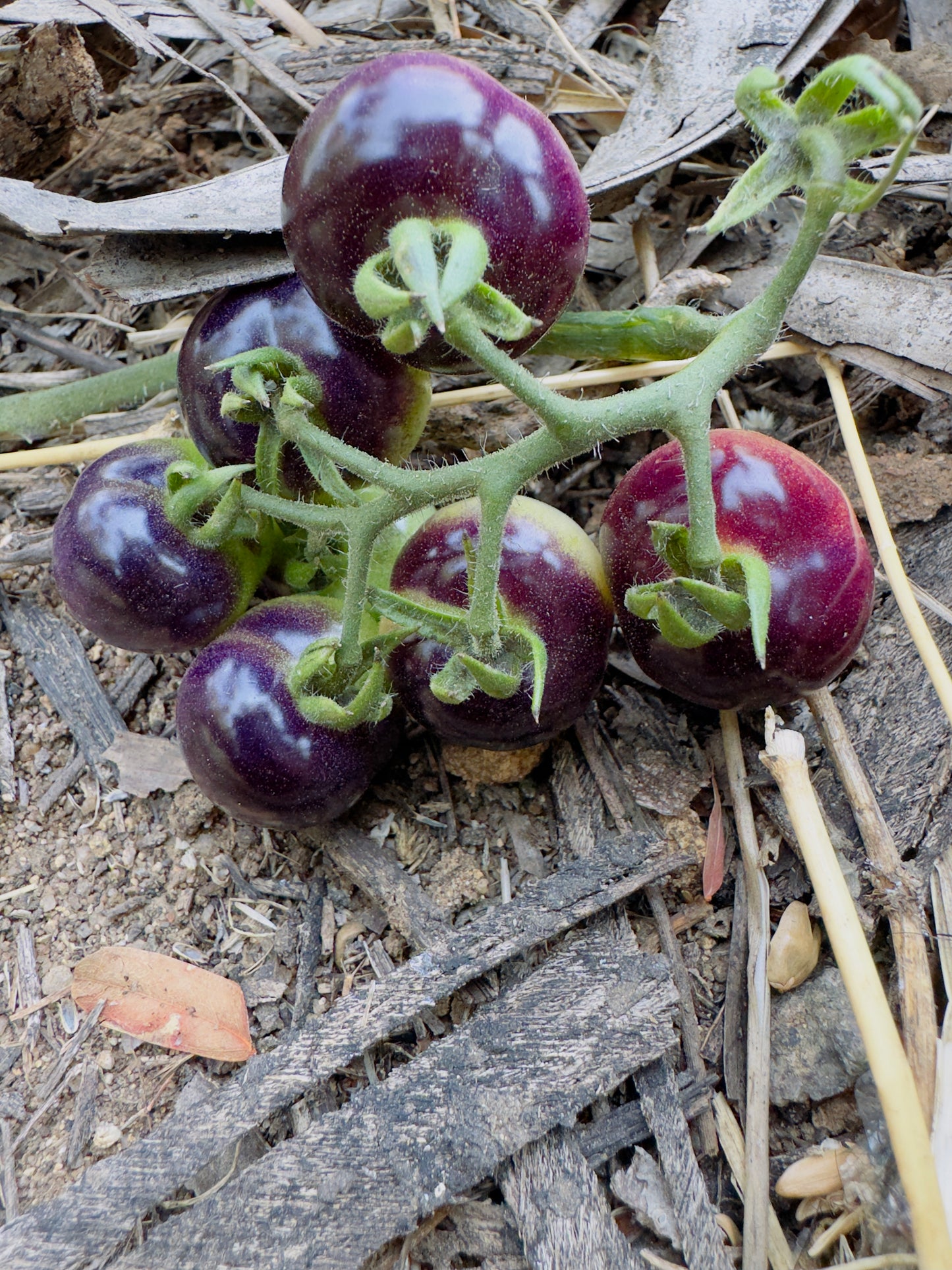 Blueberry tomato seeds