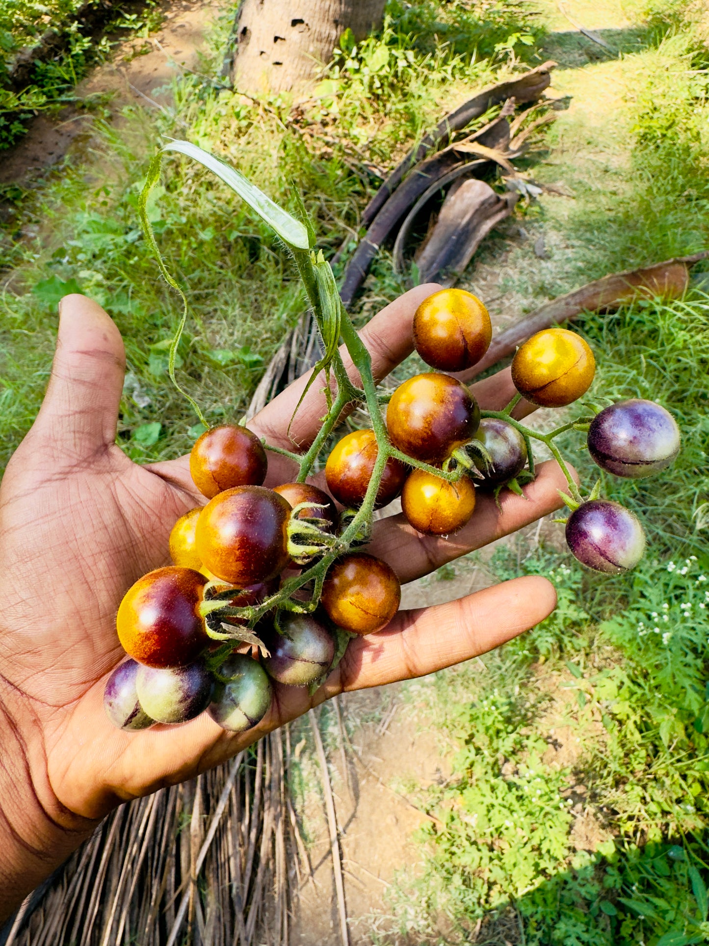 Blue green tomato seeds