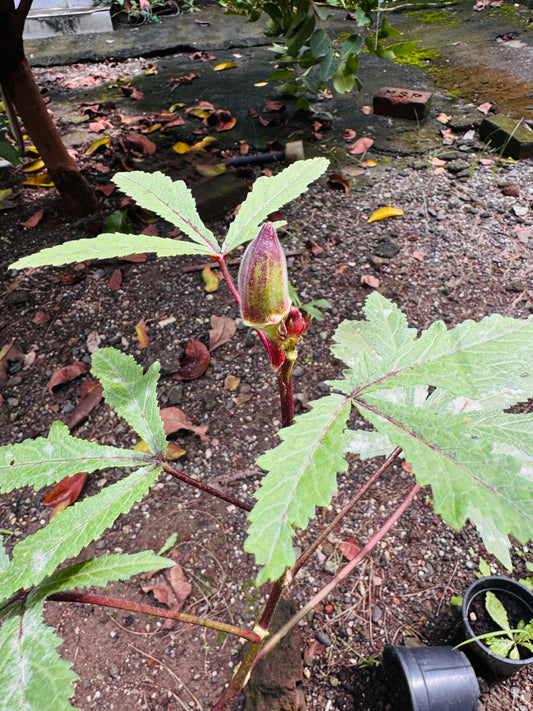 Kasturi okra