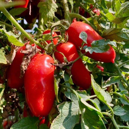 San Marzano Tomato Heirloom Organic Seeds (2-3 inch long)