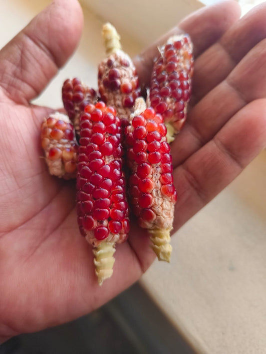 Chires baby corn seeds